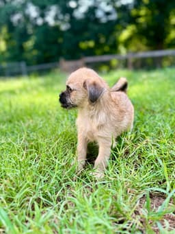 Violet - A Bridget Pup image 4