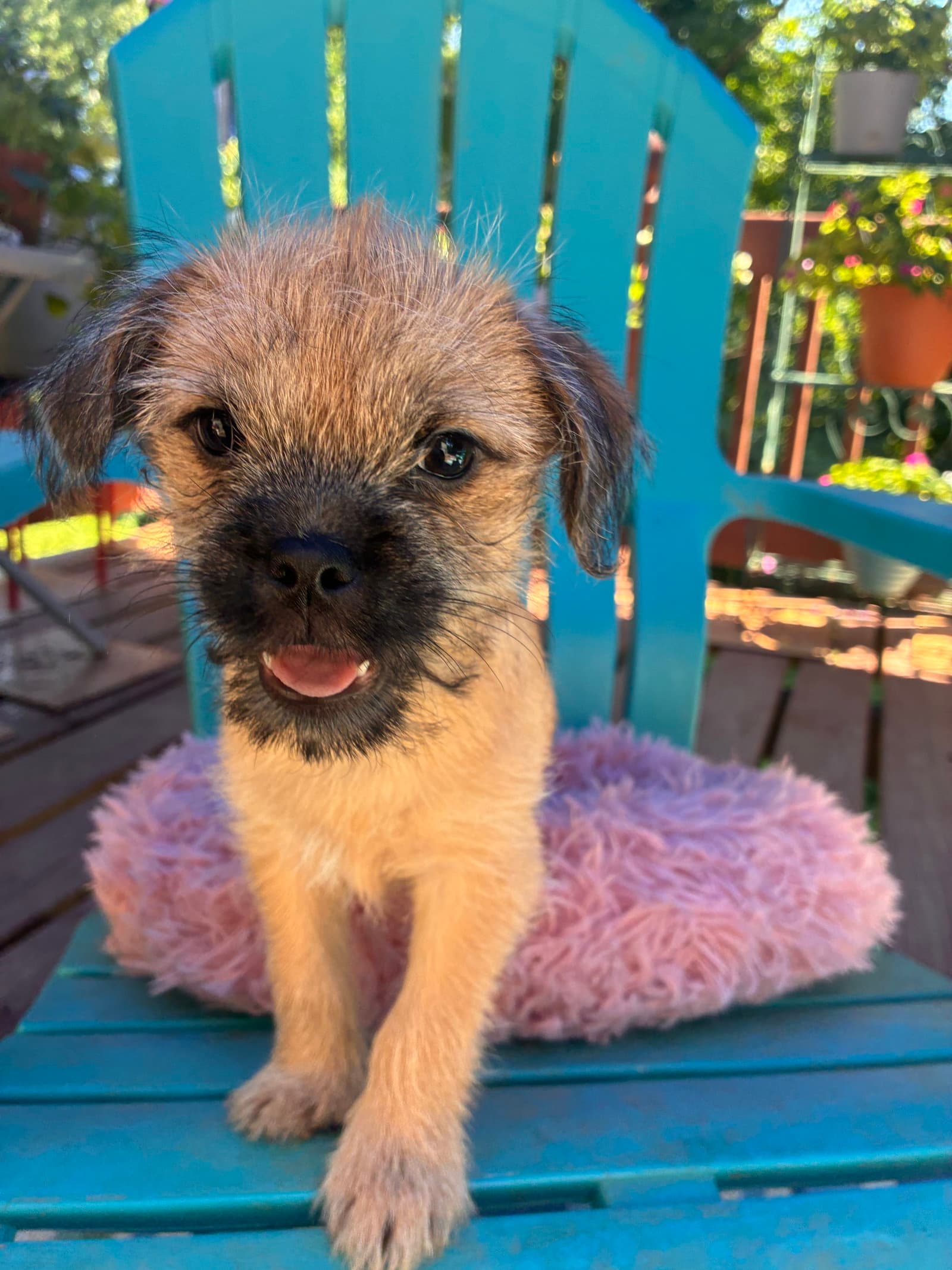 Violet - A Bridget Pup - Terrier