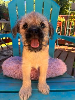 Violet - A Bridget Pup image 2