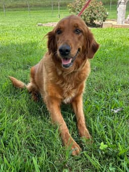 Rose Golden Jul image 1
