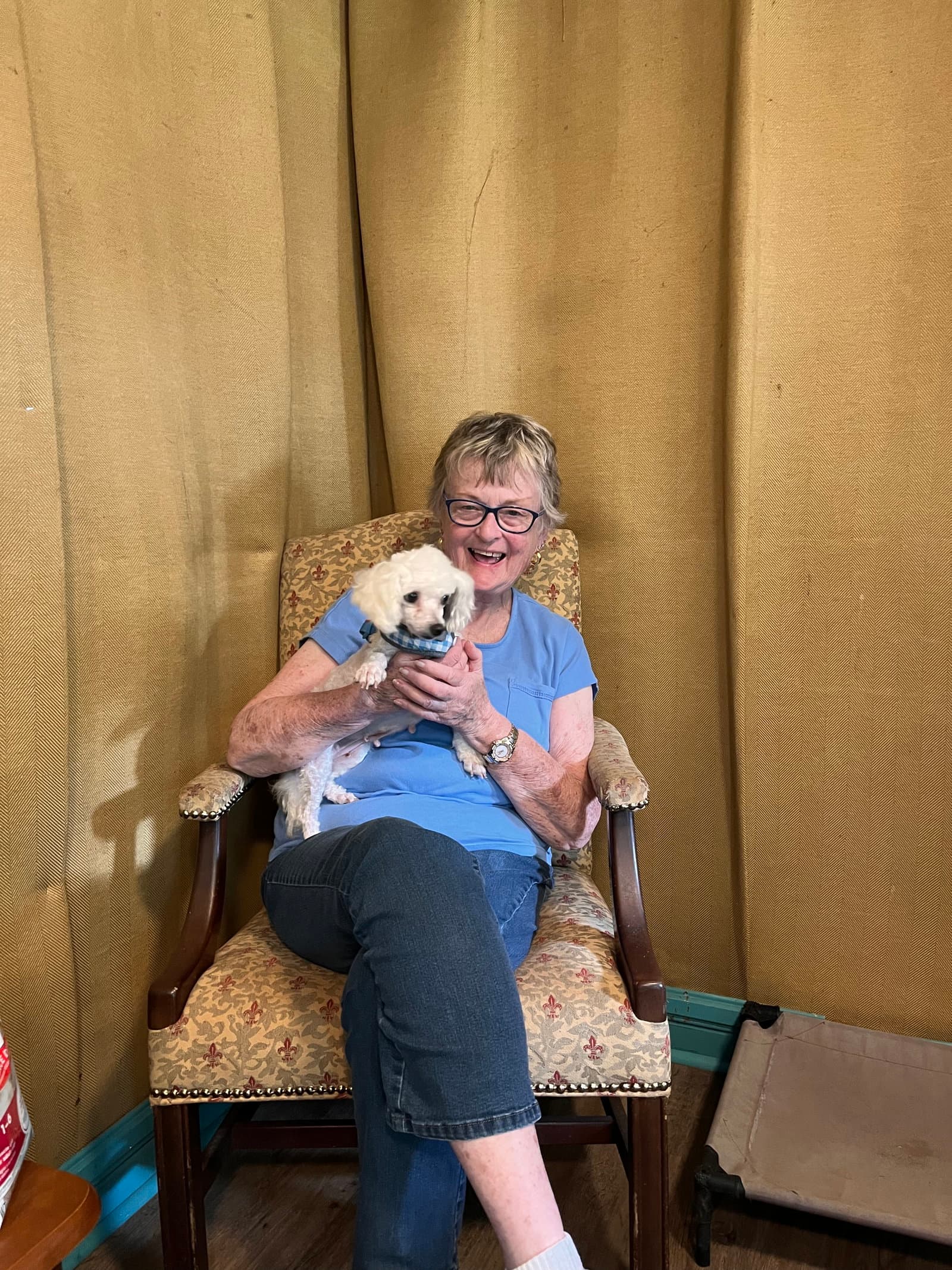 Halo Jul  Was Zuzu - Spay  Cfa - Poodle (Miniature)