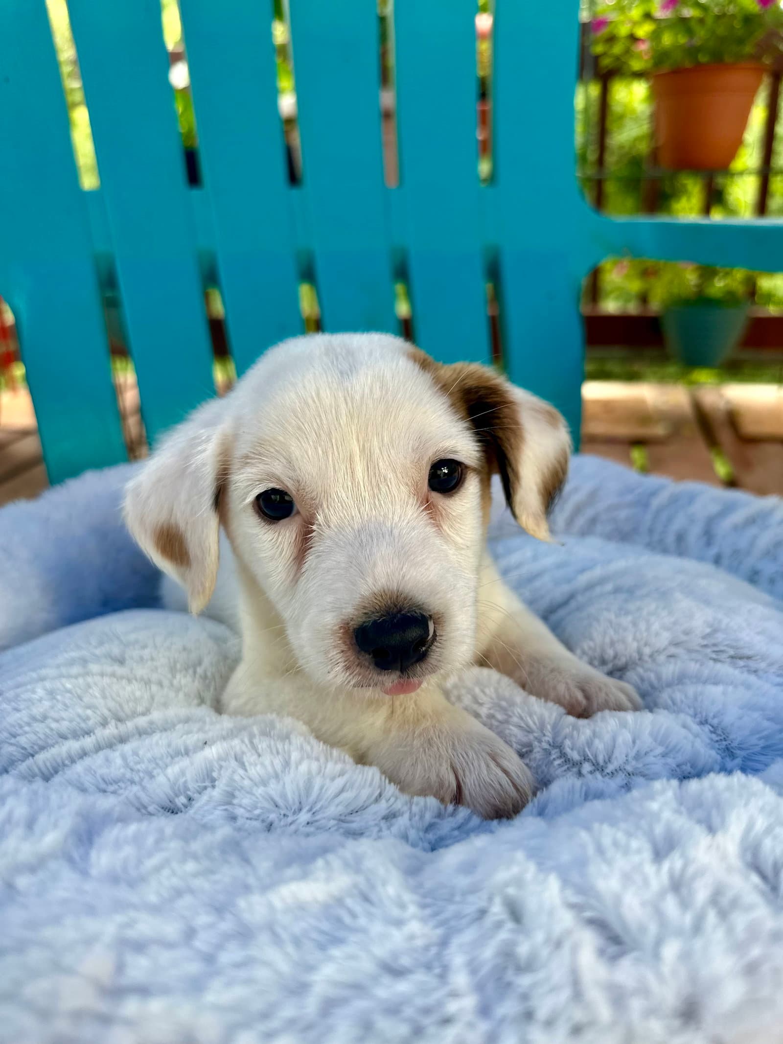 Ian - Jul - Terrier