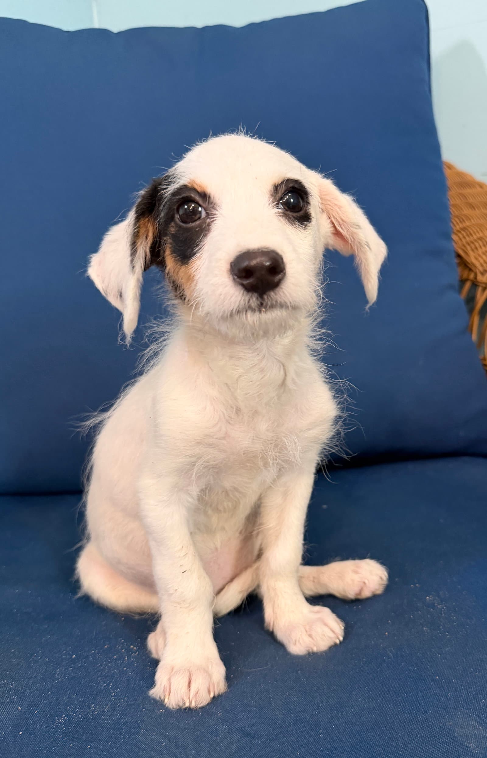 Kiki Jul - Terrier