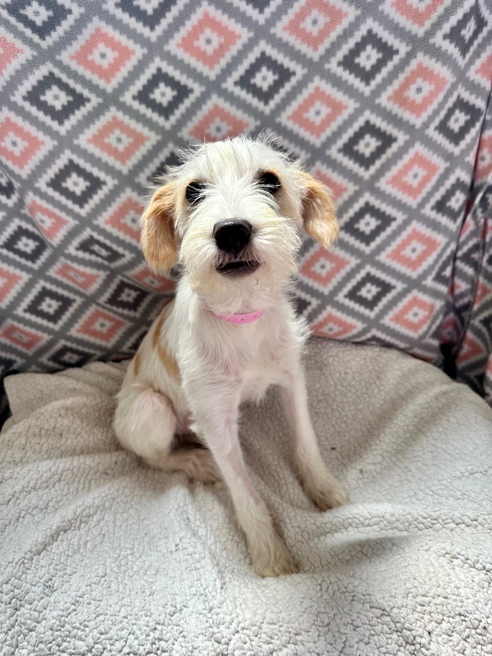 Emma Jul - Terrier