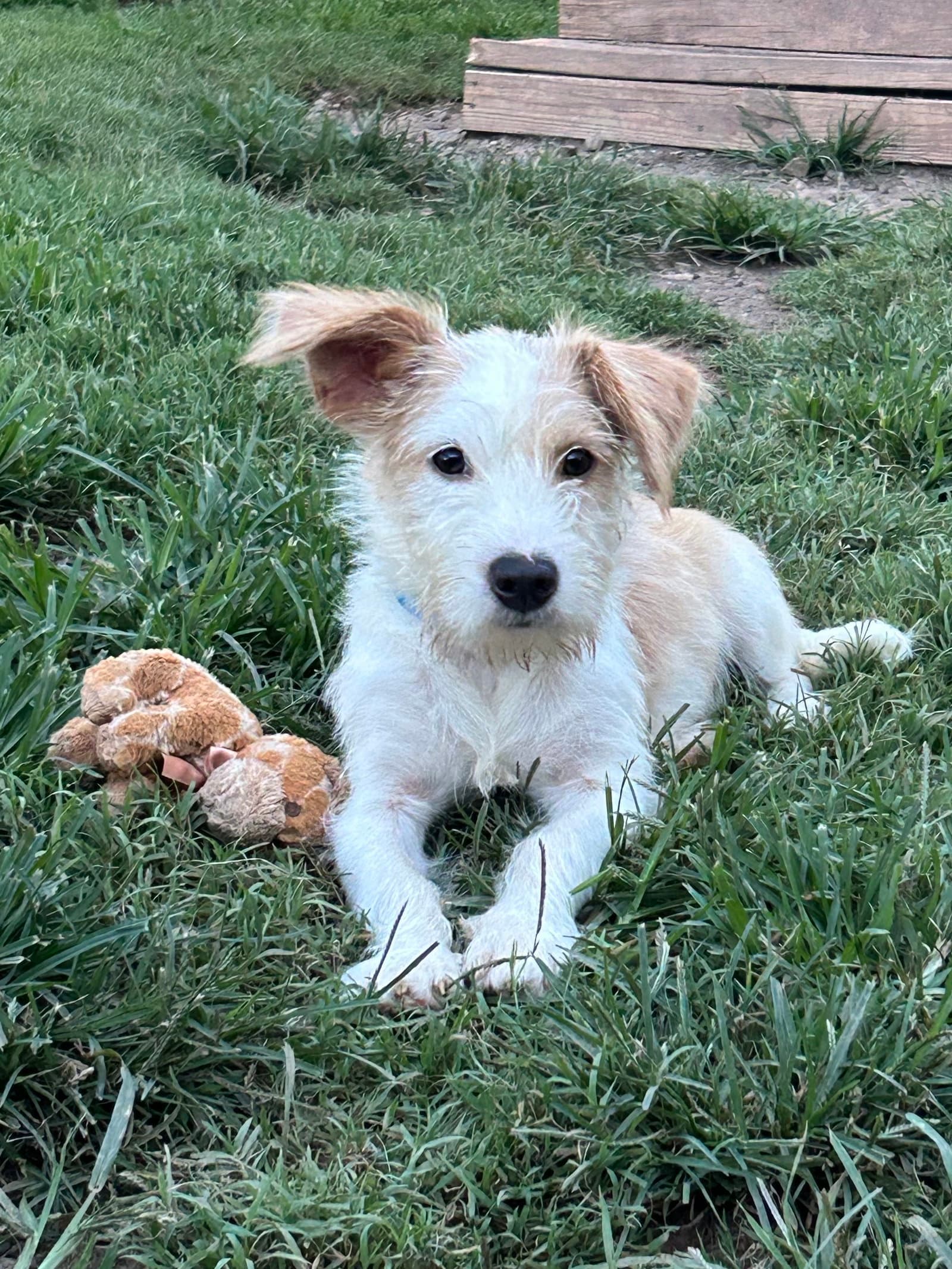 Alex Jul - Terrier