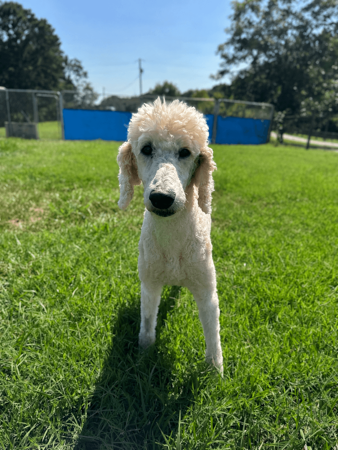 Blake Jul - Poodle (Standard)