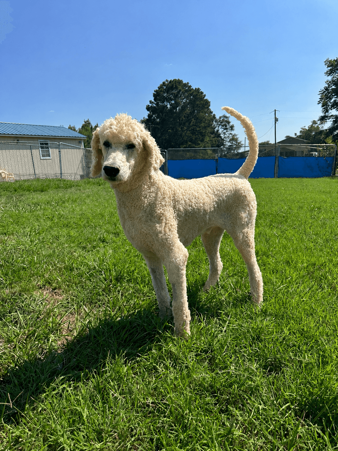Rock Jul - Poodle (Standard)