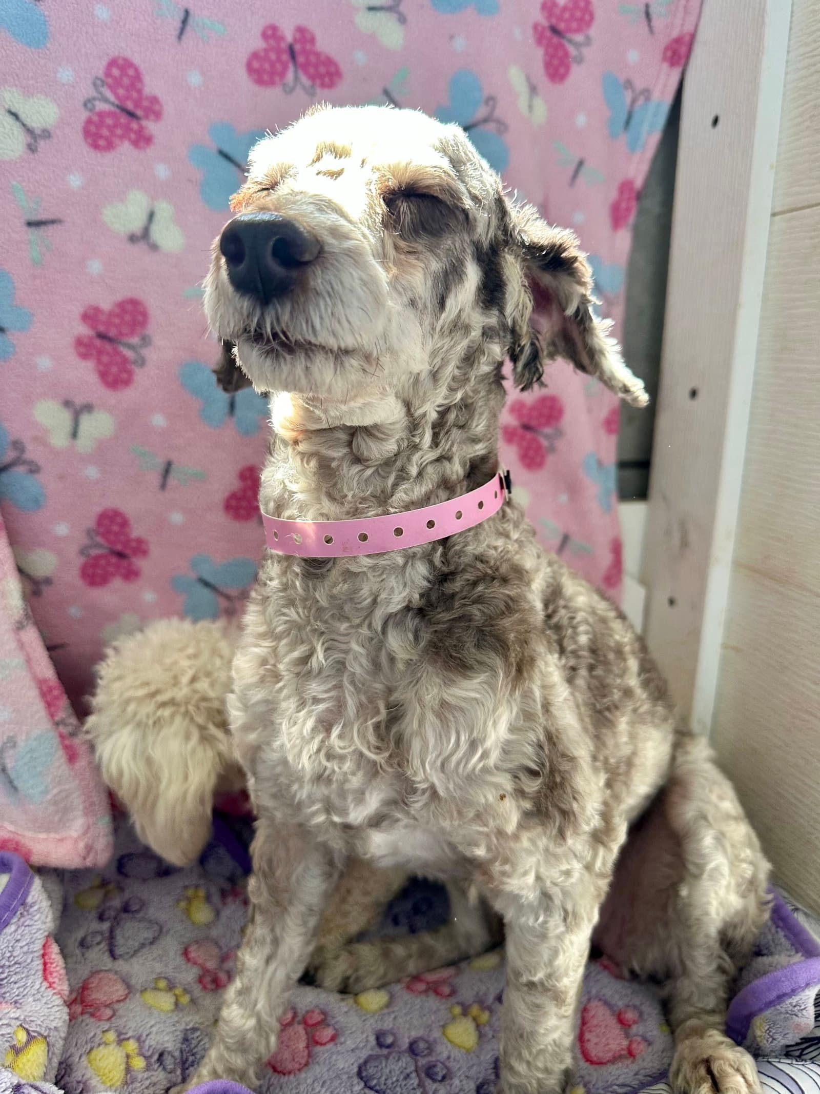 Laney Jul - Poodle (Miniature)