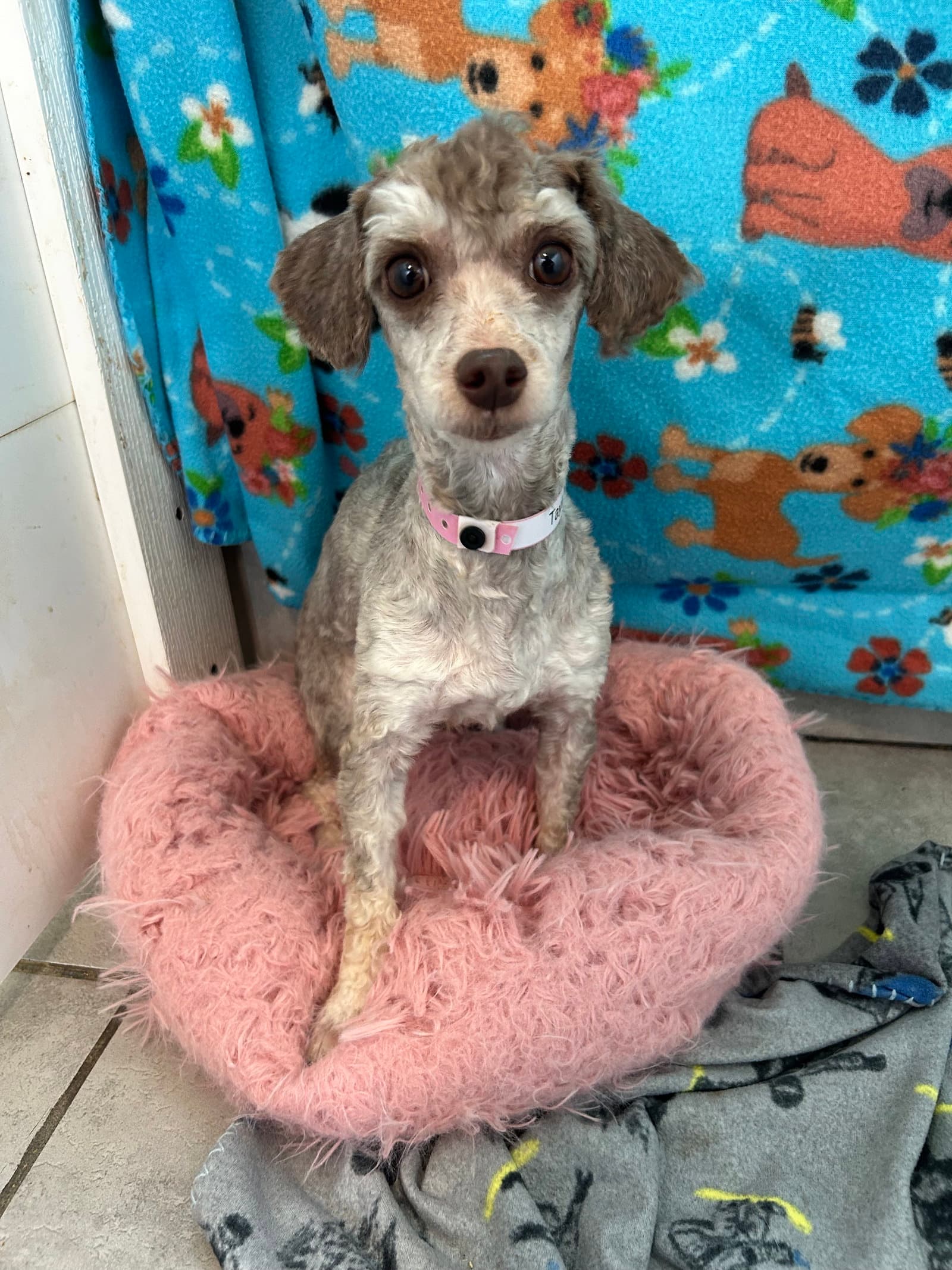 Selene Jul - Poodle (Miniature)