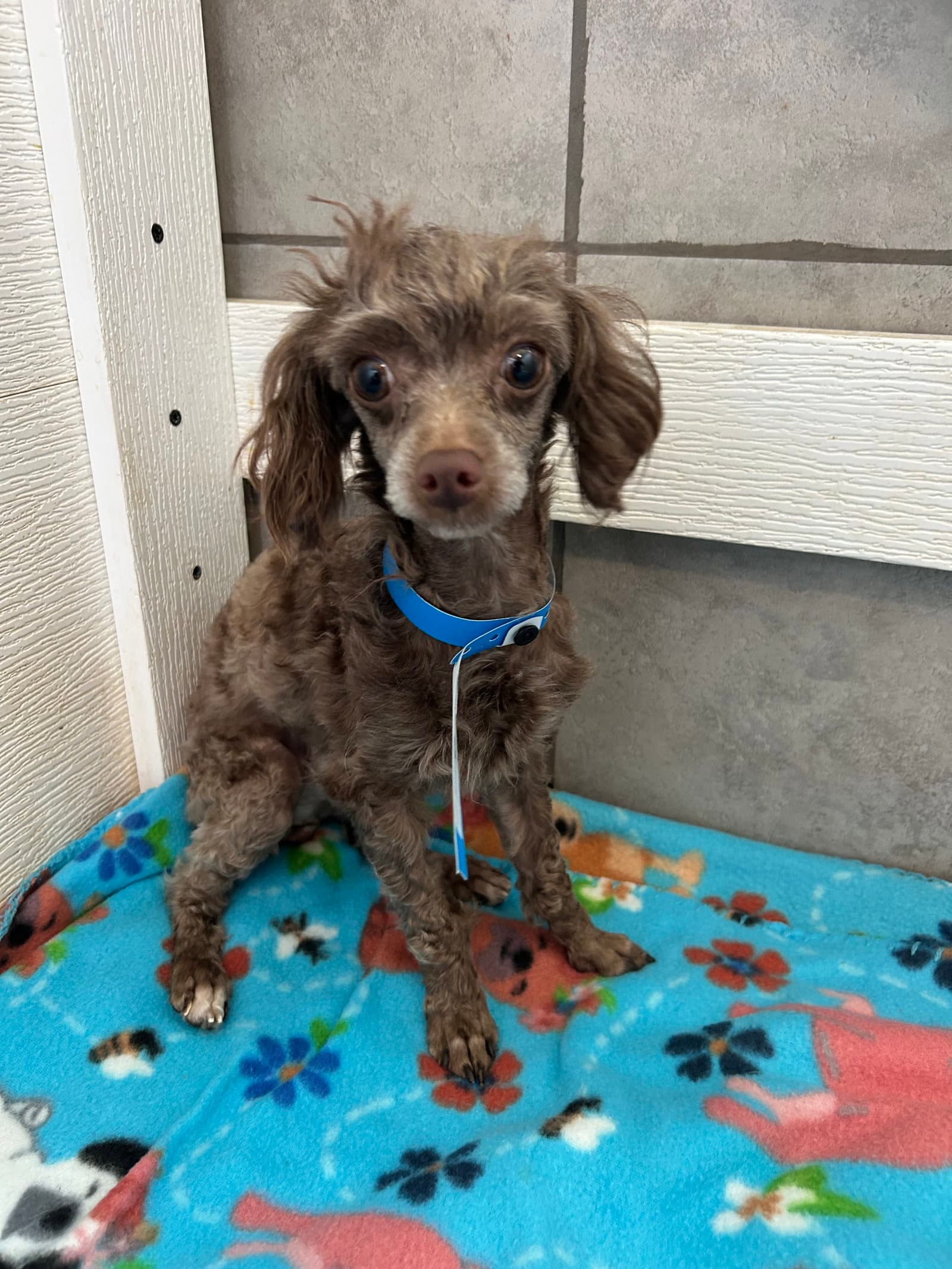 Eli Jun - Poodle (Miniature)