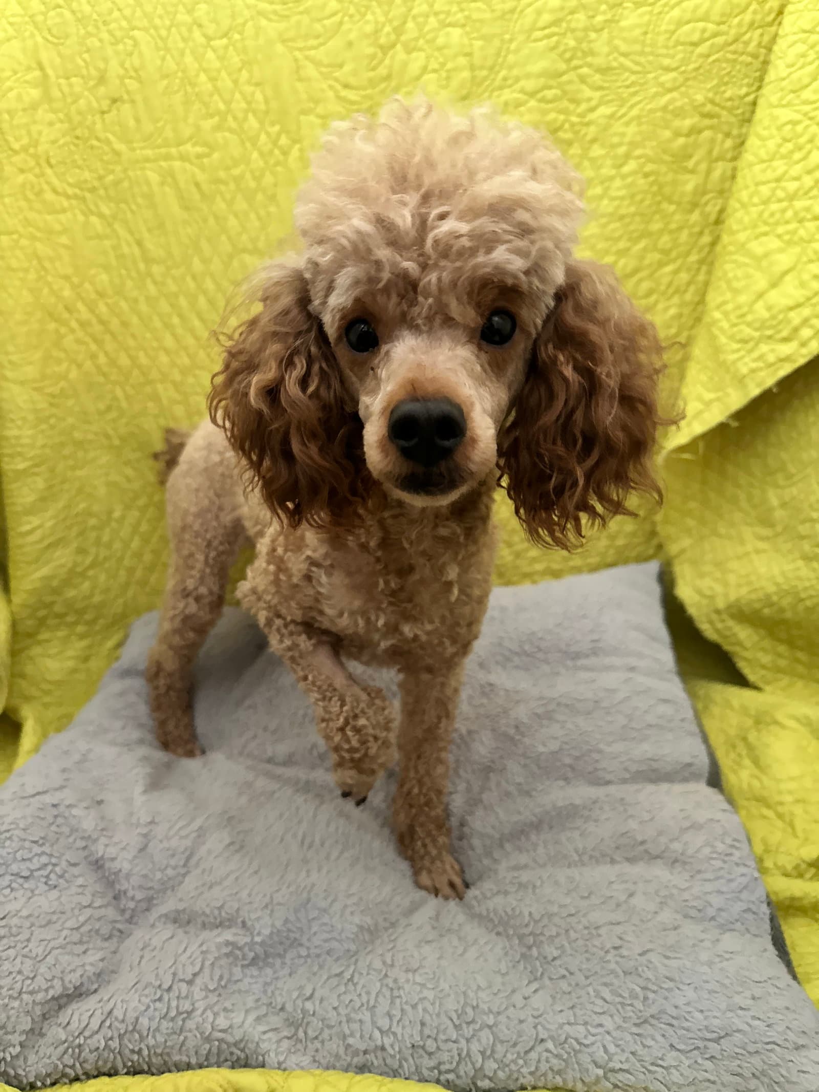 Tybalt Jul - Poodle (Miniature)