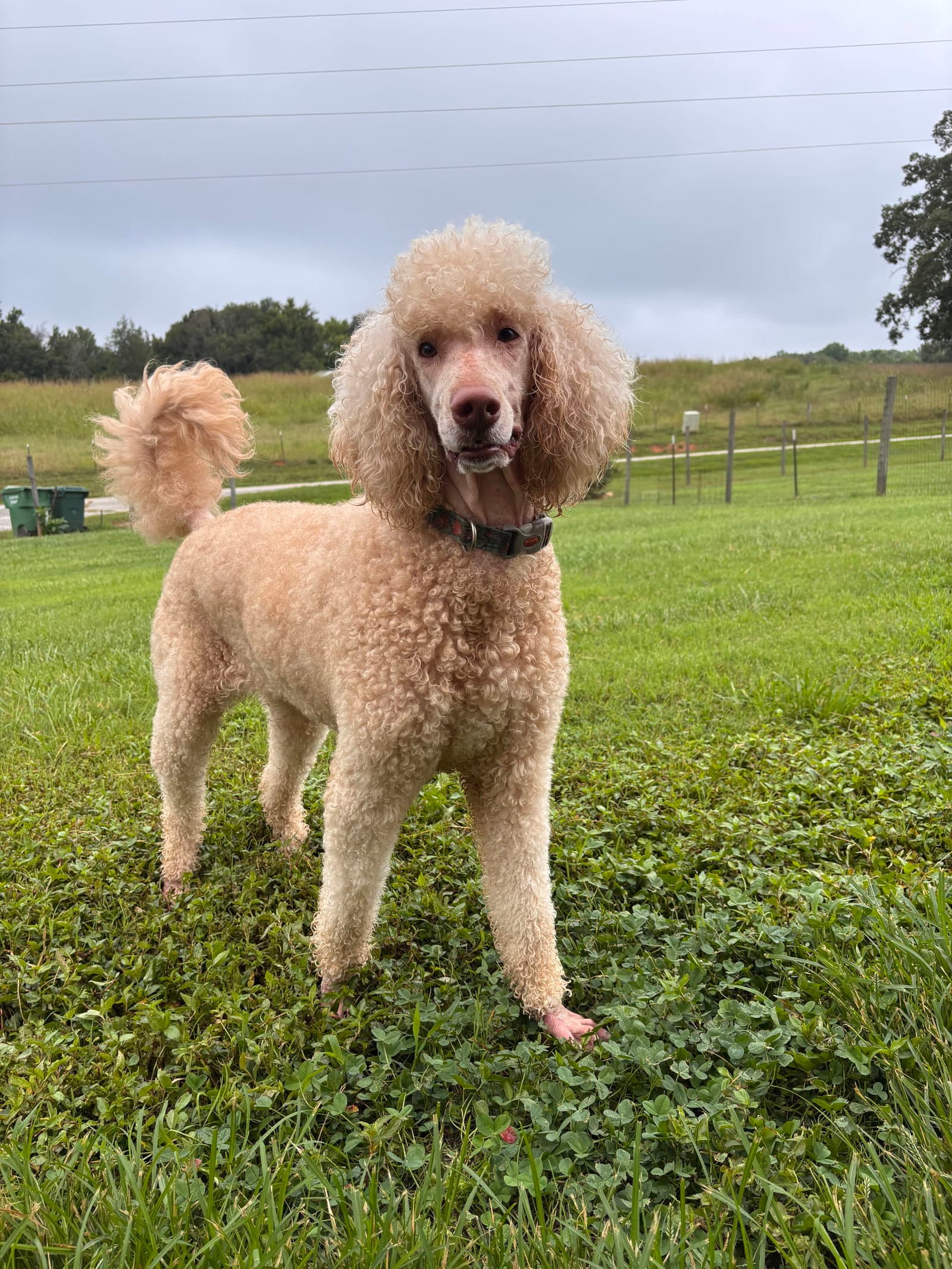 Finley Jul - Poodle (Standard)