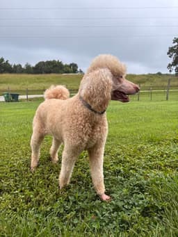 Finley Jul image 4