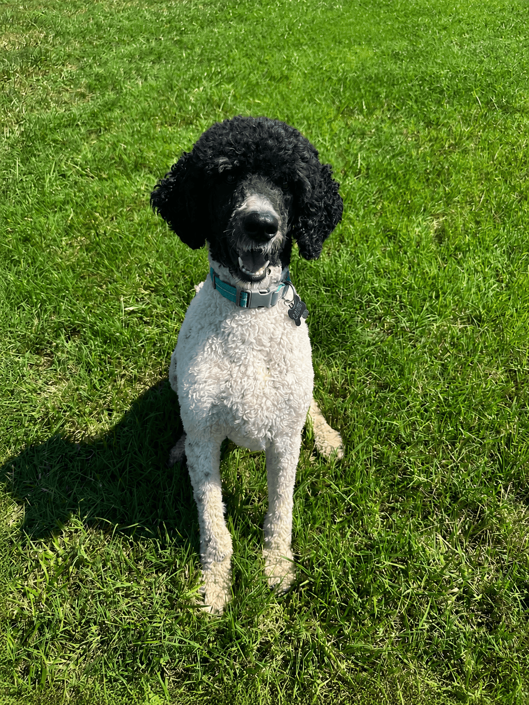 Calvin Jul - Poodle (Standard)