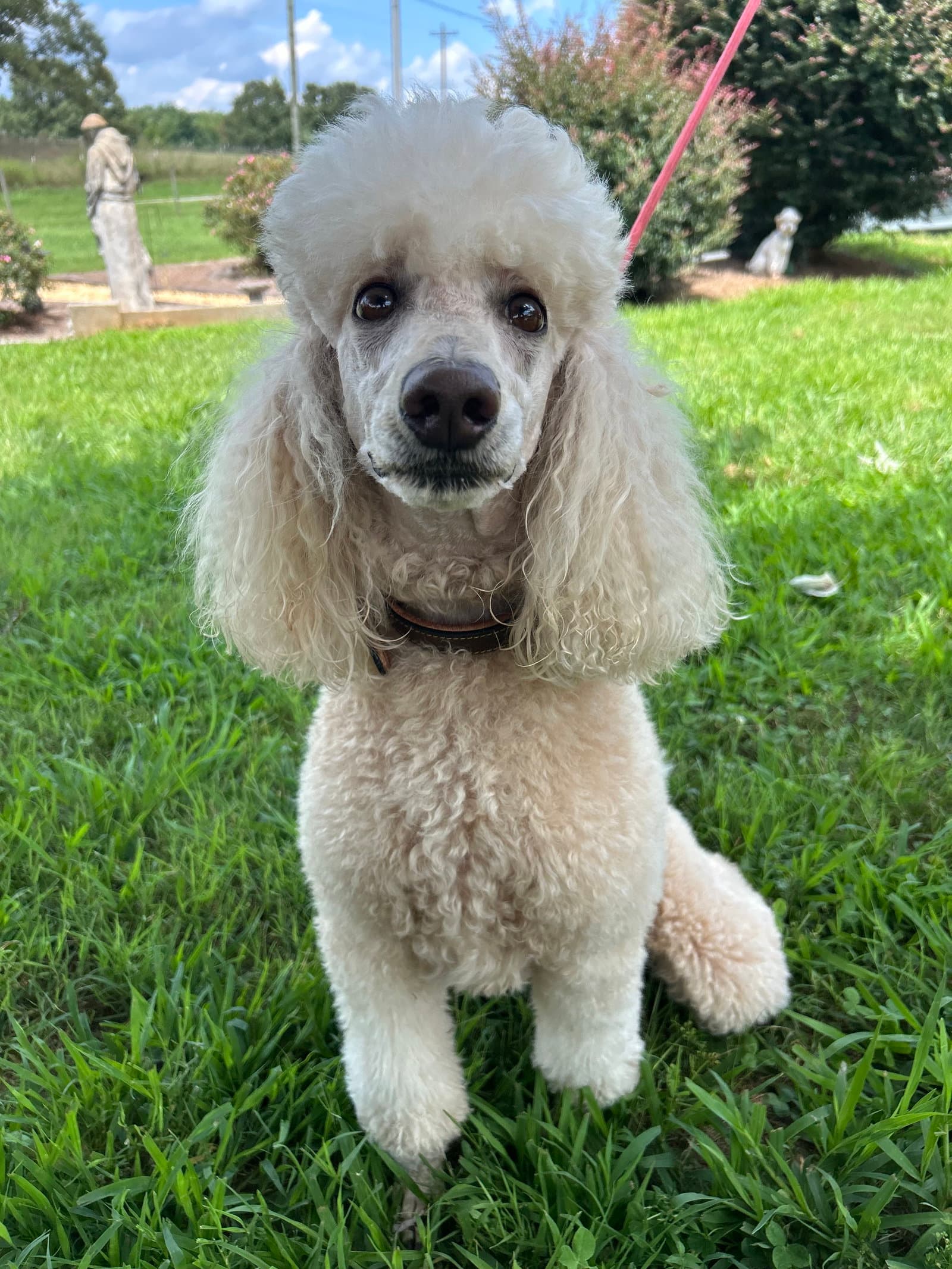 Juliet Jul - Poodle (Standard)