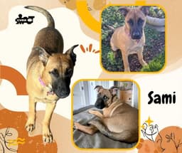 Sami Puppy image 1