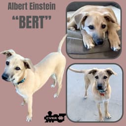 Bert image 1