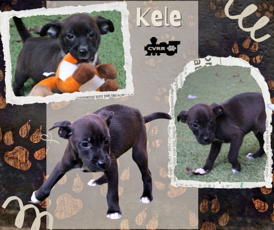 Kele - Chihuahua