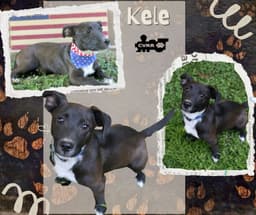 Kele image 2