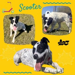 Scooter image 1