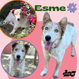 Esme image 1