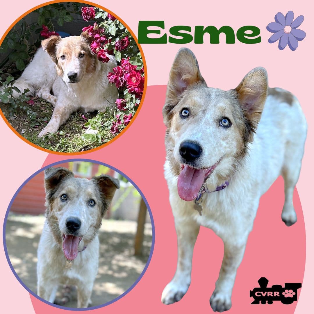 Esme - Cattle Dog