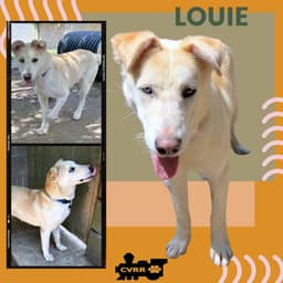 Louie image 1