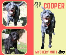 Cooper Ritzy image 1