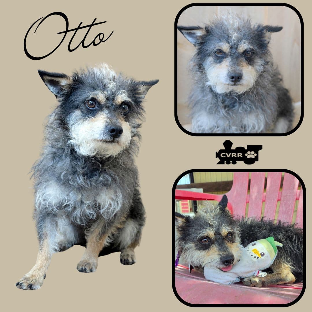 Otto - Schnauzer