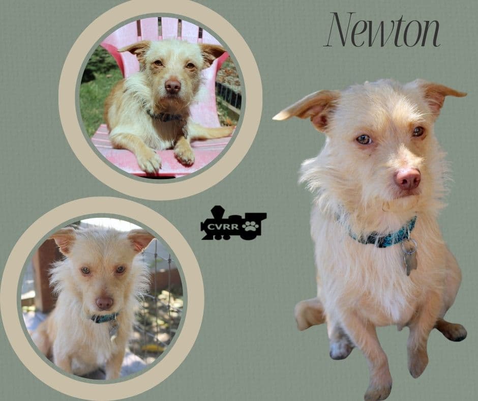 Newton - Terrier