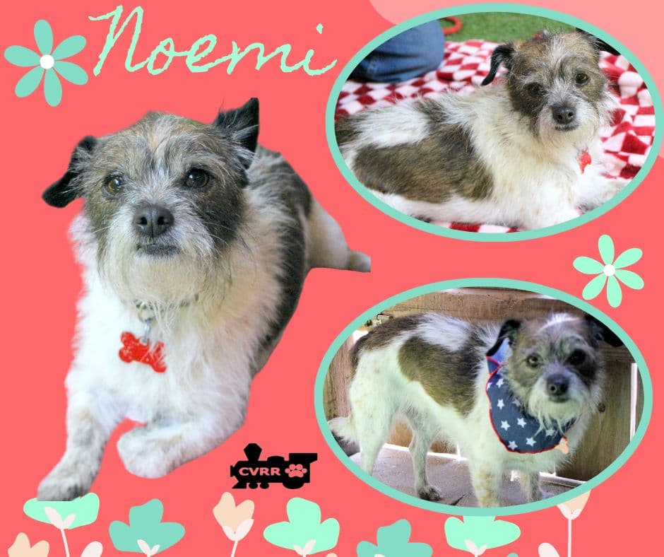 Noemi - Terrier