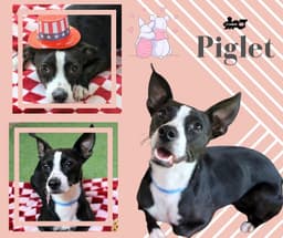 Piglet image 1