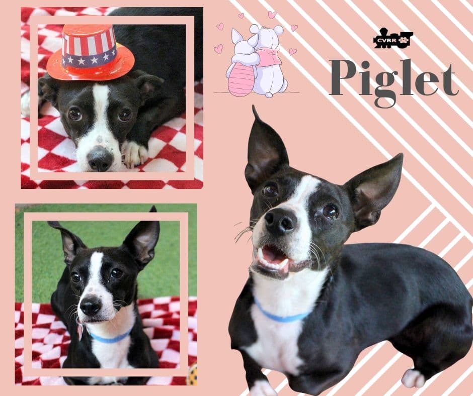 Piglet - Basenji