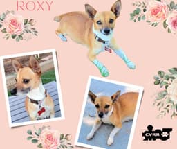 Roxy image 1
