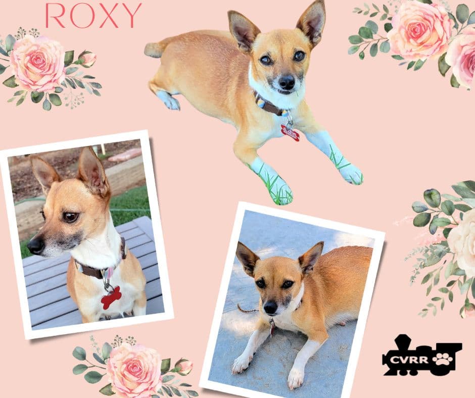 Roxy - Chihuahua