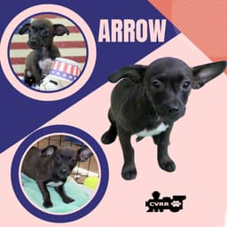 Arrow Puppy image 1