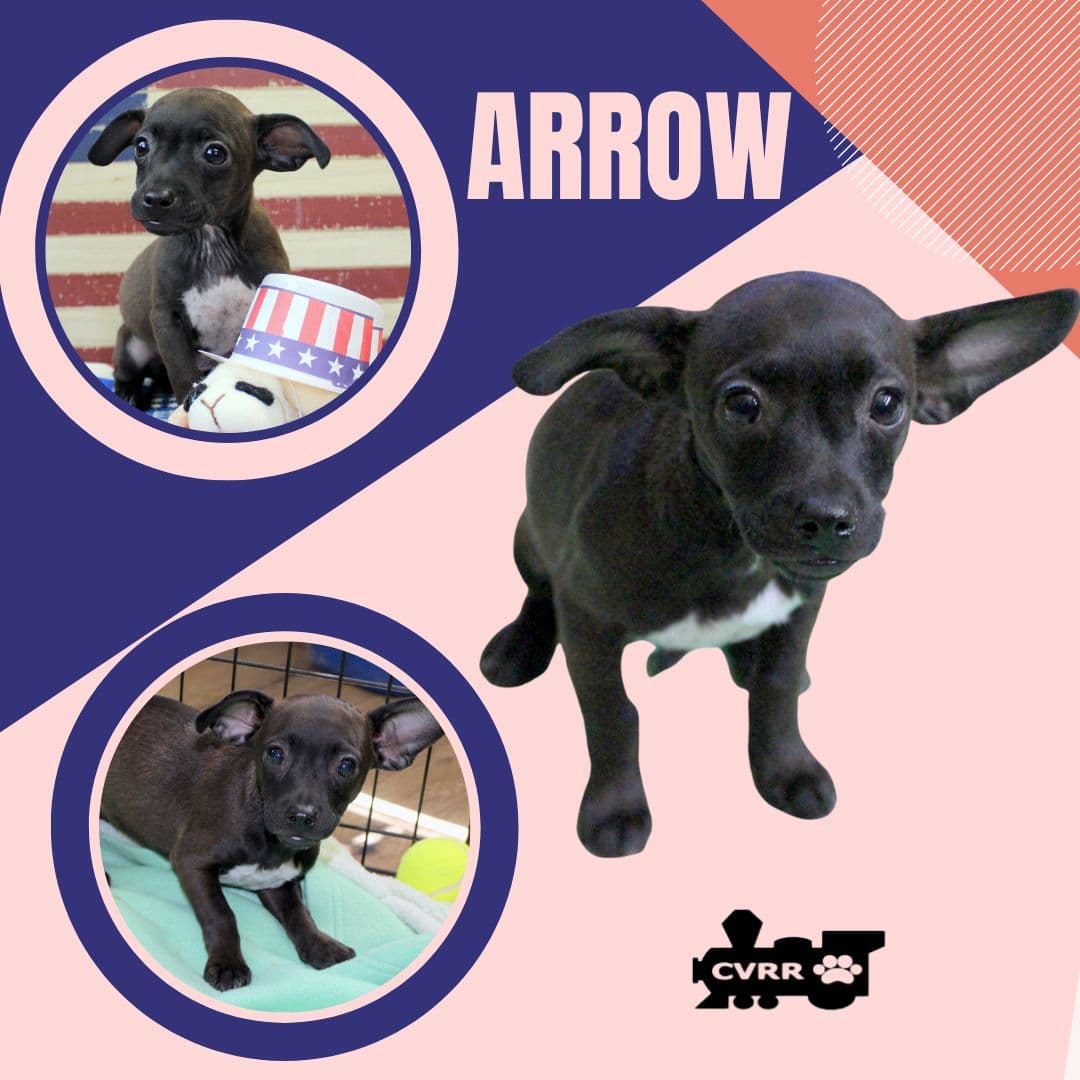 Arrow Puppy - Chihuahua