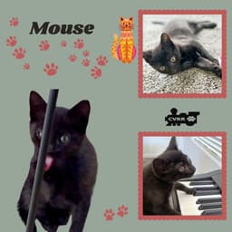 Mouse Kitten image 1