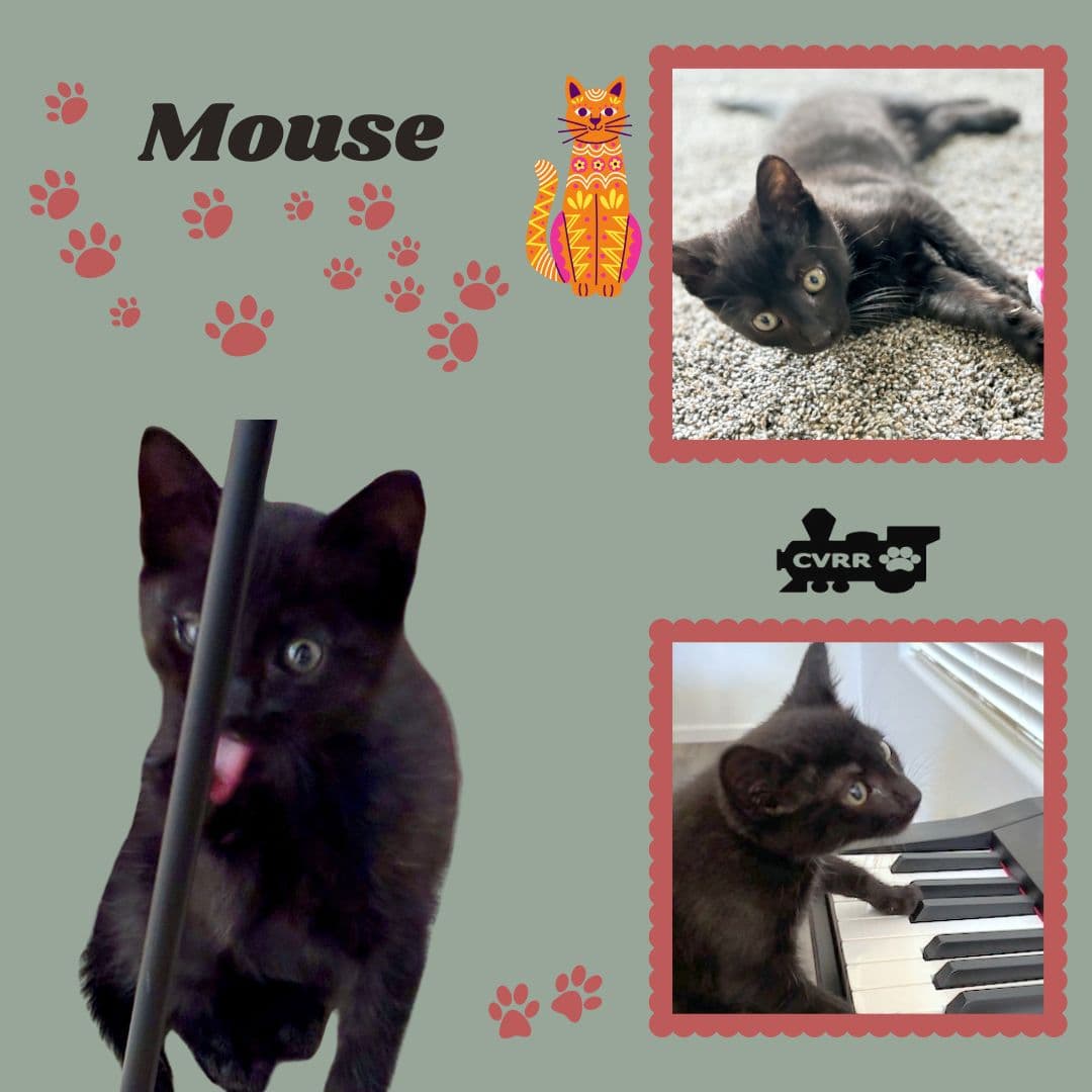Mouse Kitten - Domestic Short Hair