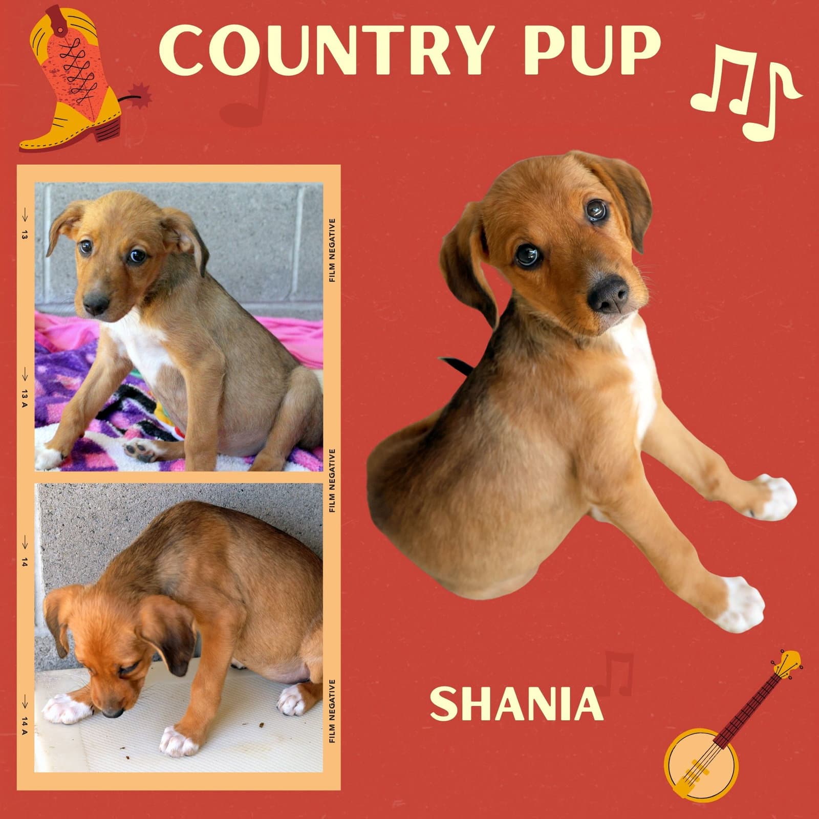 Shania Puppy - Hound