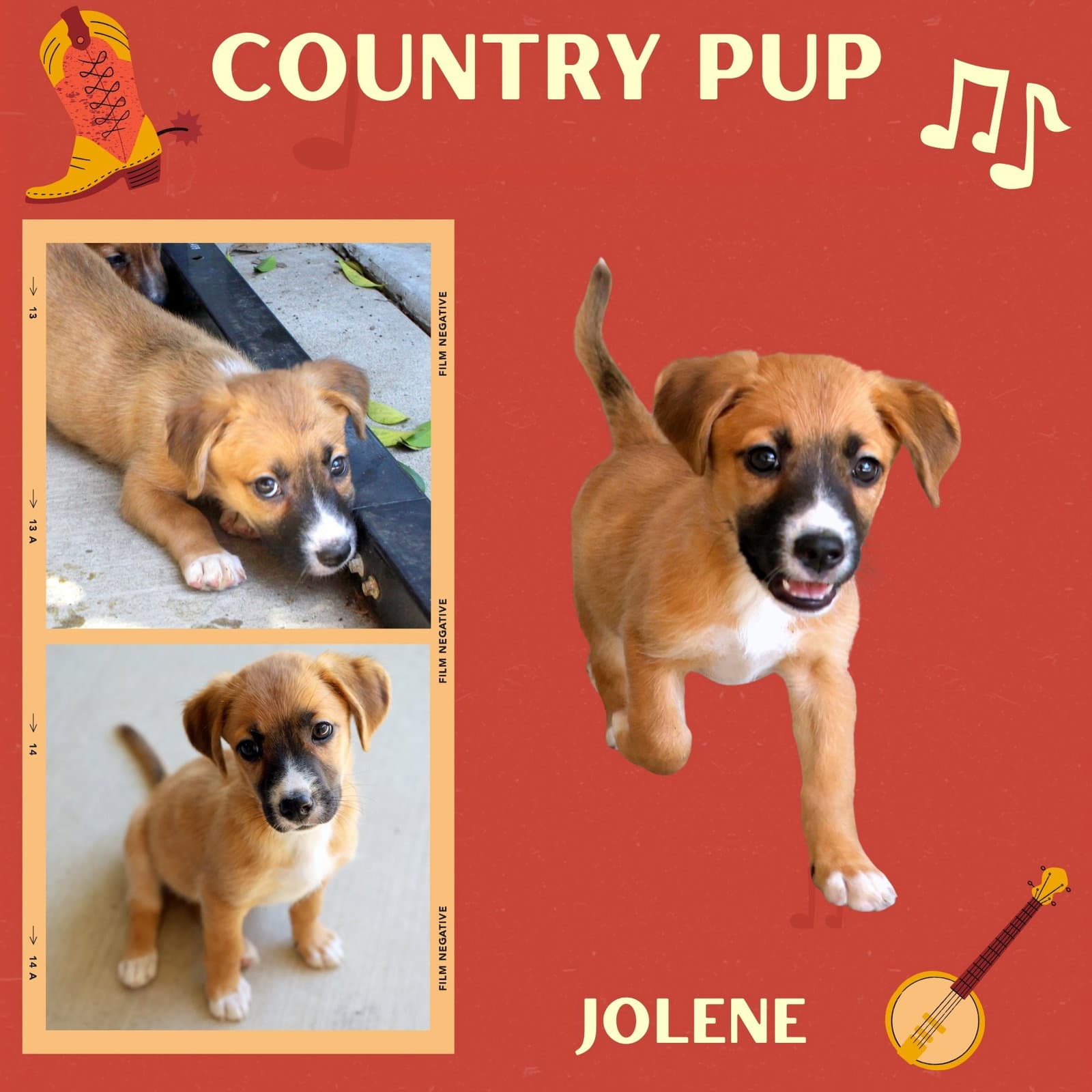 Jolene Puppy - Hound