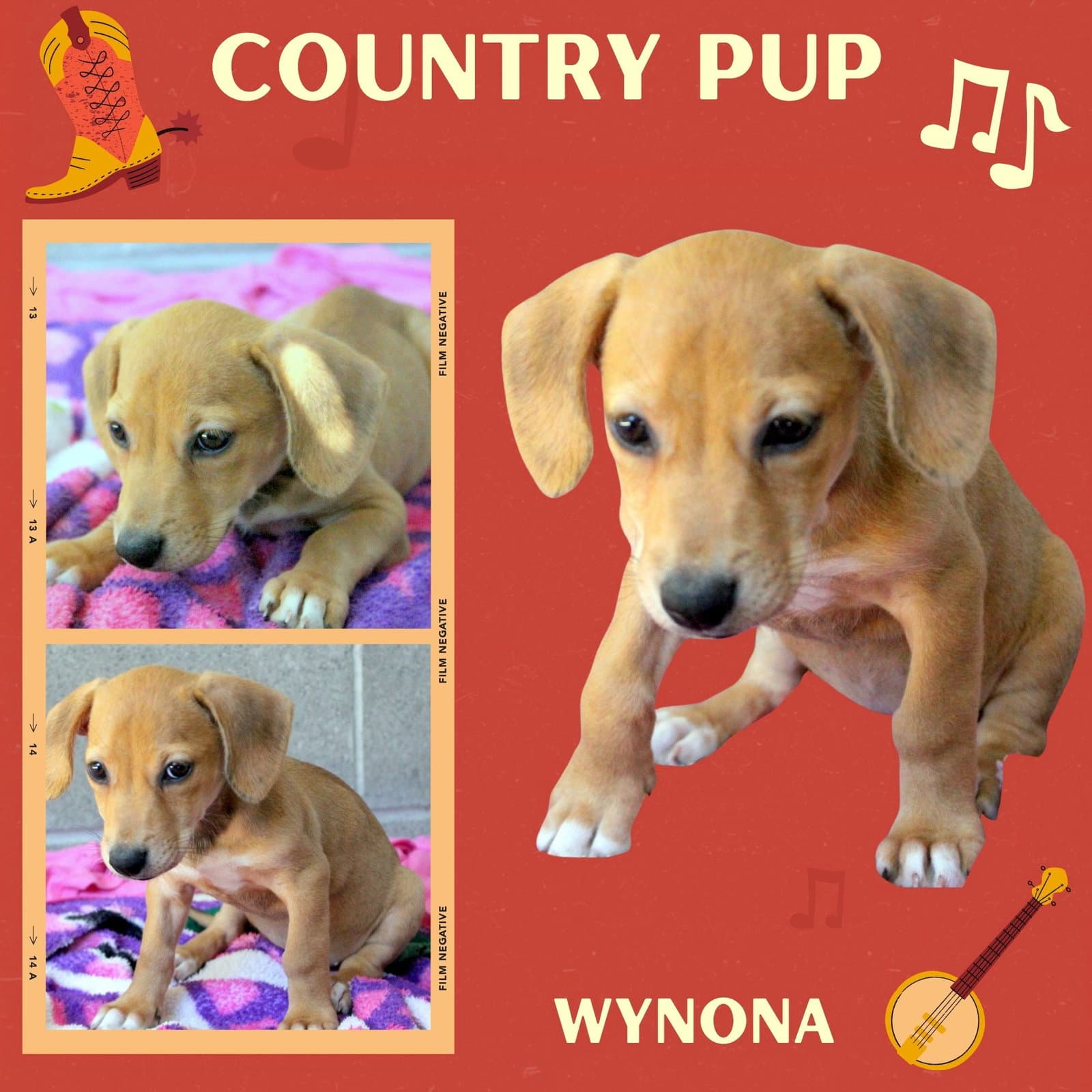 Wynona Puppy - Hound