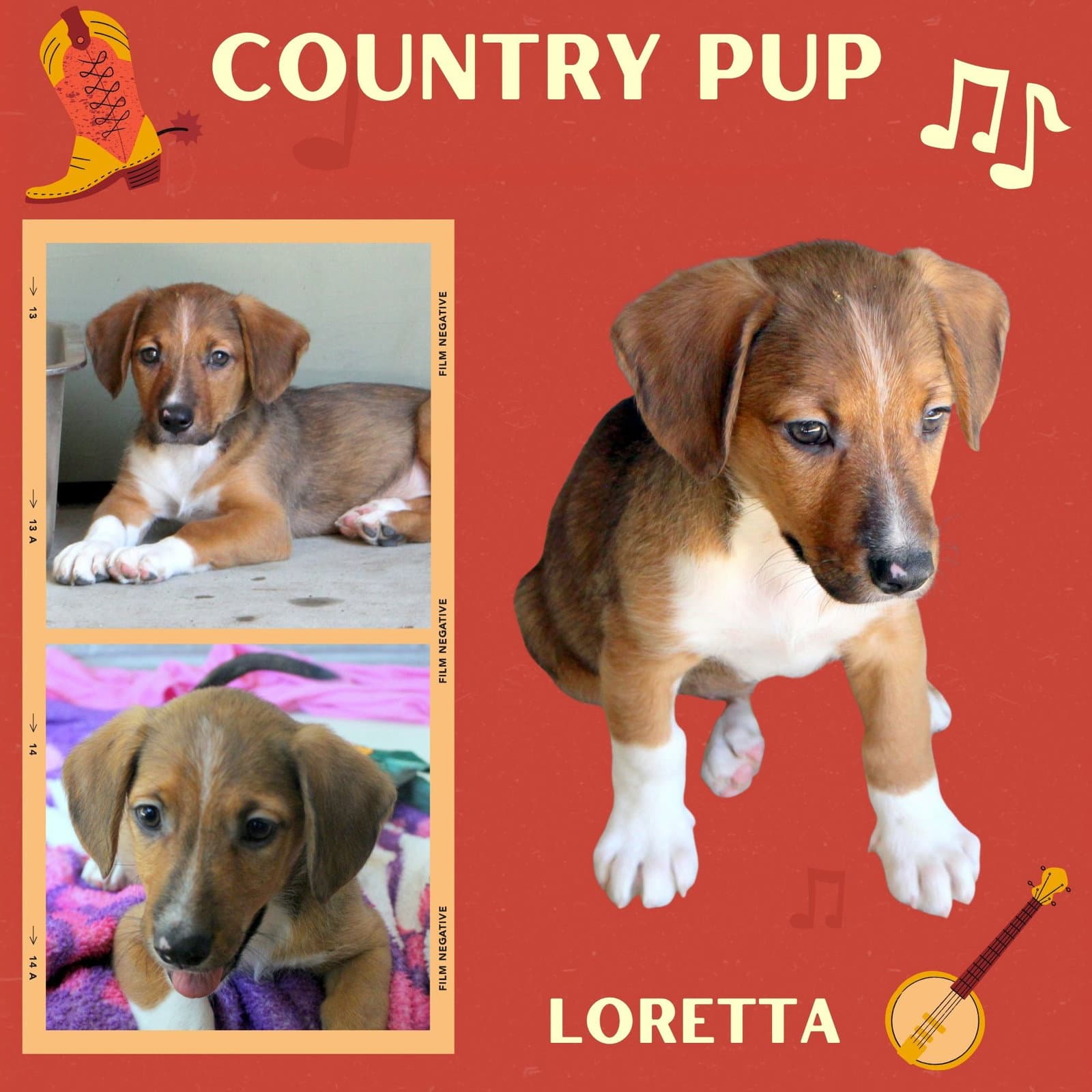 Loretta Puppy - Hound