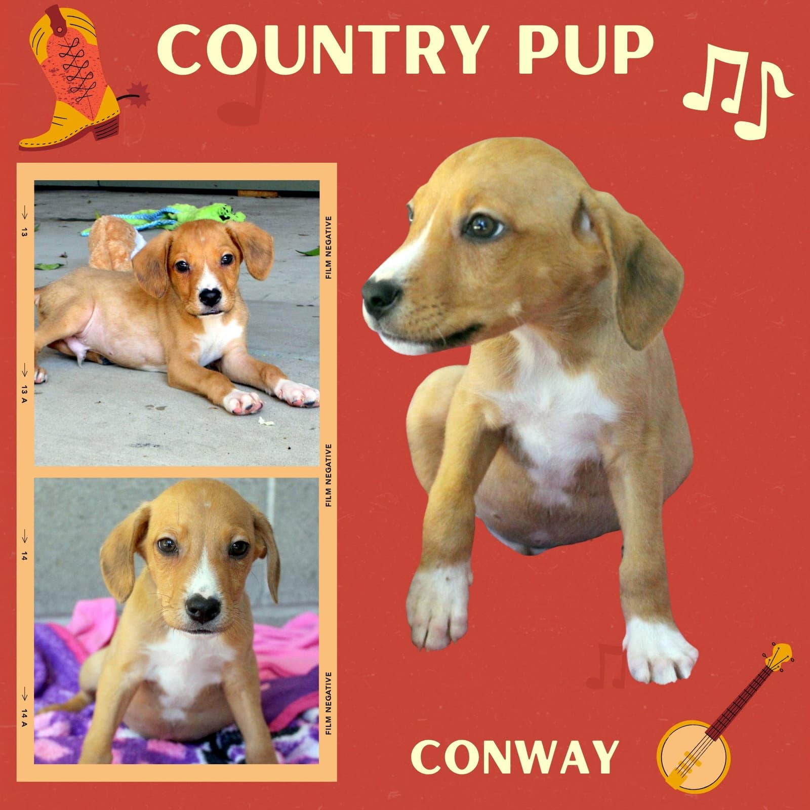 Conwaypuppy - Hound