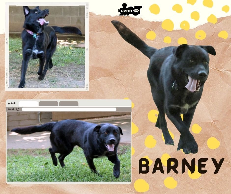 Barney - Retriever