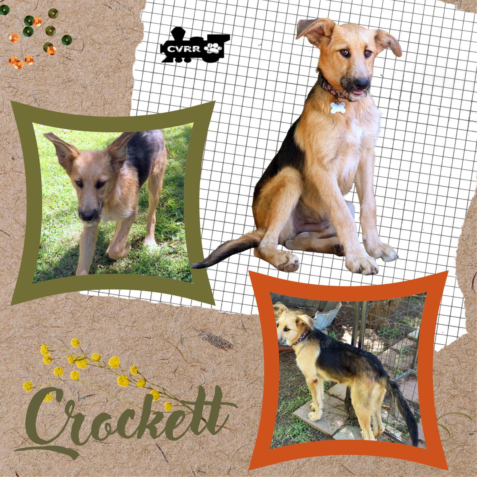 Crockett - Shepherd