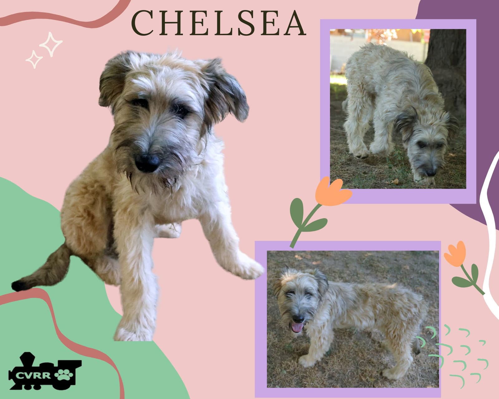 Chelsea - Soft-Coated Wheaten Terrier