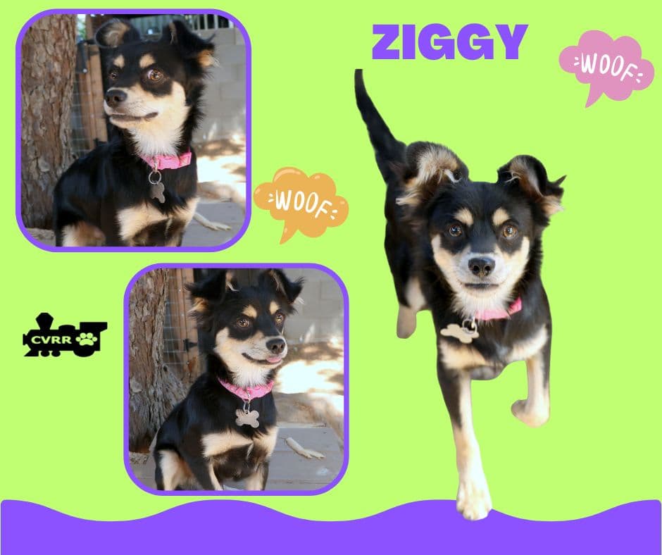 Ziggy - Terrier