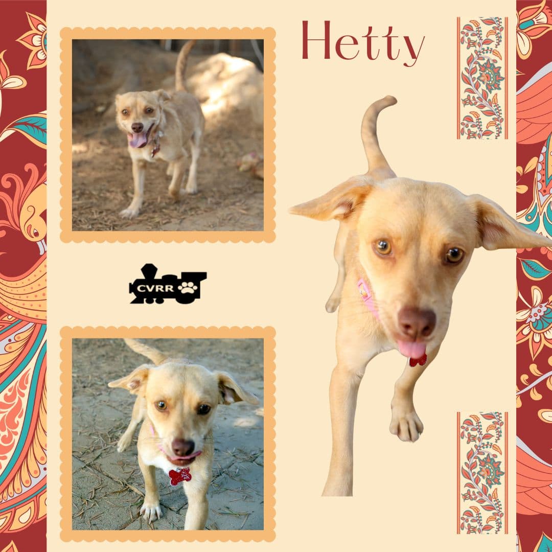 Hetty - Chihuahua