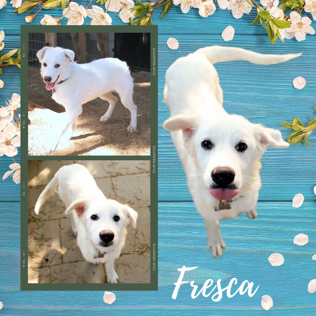 Fresca Puppy - Great Pyrenees